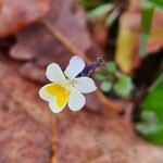 Viola kitaibeliana Flor