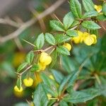 Berberis verruculosa Leaf