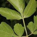 Cardiospermum grandiflorum Feuille