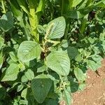 Amaranthus spinosus Habit