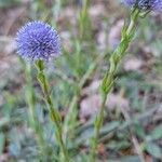 Globularia bisnagaricaЦветок