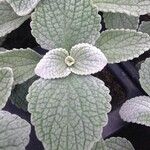 Coleus argentatus পাতা