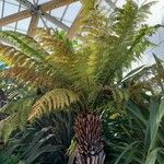 Dicksonia antarctica 整株植物