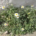 Anthemis secundiramea Anders