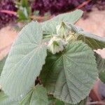 Sida cordifolia Flower