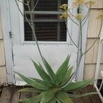 Aloe × schimperi Habitatea