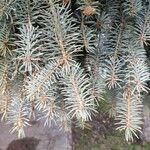 Picea pungens Blad