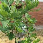 Quercus macrocarpa Blatt