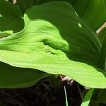 Cypripedium calceolus Fuelha