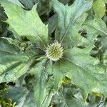 Echinops sphaerocephalus 葉