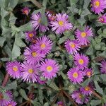 Lampranthus deltoides Flower