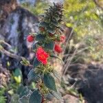 Kohleria spicata Flor