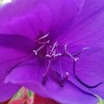 Tibouchina urvilleana 花