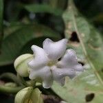 Mendoncia brenesii Bloem