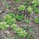 Petasites japonicusFlower