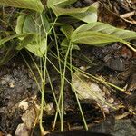 Spatholobus multiflorus Hábito