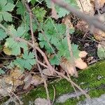 Geranium versicolor Deilen