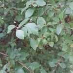 Spiraea trilobata Leaf