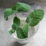 Mentha × villosa Hoja
