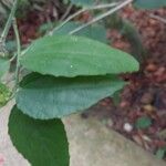 Malvaviscus arboreus Leaf