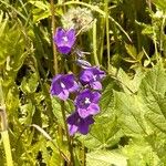 Campanula rhomboidalisFlor