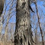 Carya ovata Ŝelo