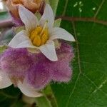 Solanum quitoense Blüte