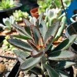 Kalanchoe tomentosa Folha