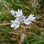 Scilla verna Floare