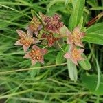 Bupleurum longifolium Blodyn