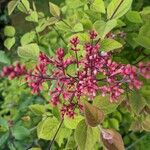 Syringa josikaea Flower