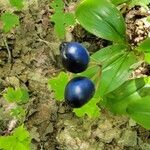 Clintonia borealis Fruit