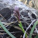 Sesleria caerulea Blad