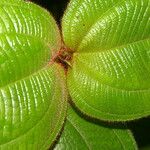 Miconia crenulata Blad