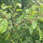 Malus sylvestris Ліст