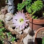 Echinopsis oxygonaÕis