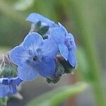 Cynoglossum amabile Кветка