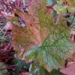 Heuchera micrantha Foglia