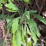 Erigeron sumatrensis Leaf