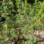 Artemisia biennis Leaf