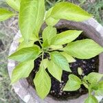 Capsicum baccatumLevél