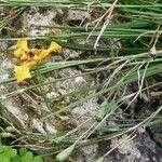 Cypella herbertii Otro
