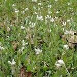 Antennaria plantaginifolia Blatt