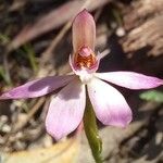 Caladenia catenata Квітка