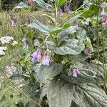 Mertensia ciliata 花