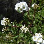 Spiraea pilosa Flower