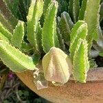 Stapelia grandiflora Leaf