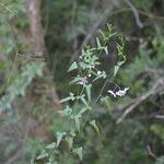 Solanum triquetrum Агульны выгляд