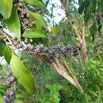 Agarista salicifolia Fruit