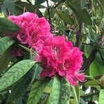 Rhododendron spp. Blomst
